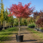 Ирга канадская форма Косичка (Amelanchier lamarckii forma Kosychka), 300 см, 2xvWRB