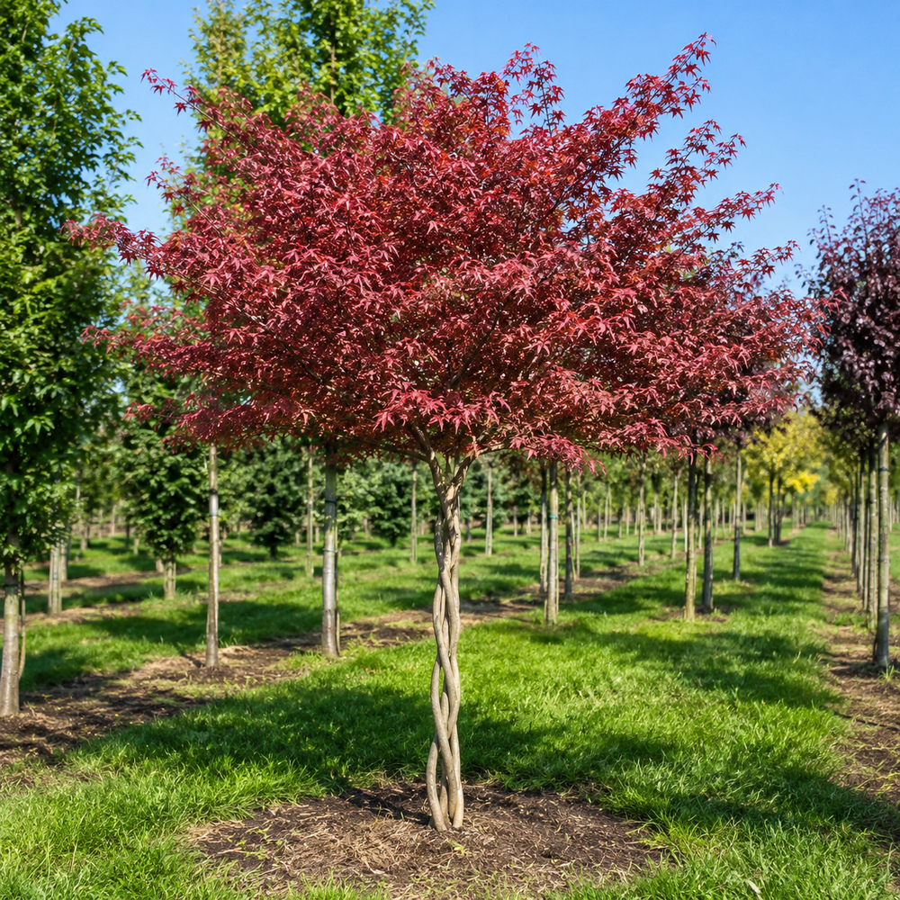 Ирга канадская форма Косичка (Amelanchier lamarckii forma Kosychka), 300 см, 2xvWRB