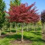 Ирга канадская форма Косичка (Amelanchier lamarckii forma Kosychka), 300 см, 2xvWRB