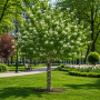 Ірга канадська форма Косичка (Amelanchier lamarckii forma Kosychka), 300 cм, 2xvWRB