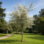 Ирга канадская форма Косичка (Amelanchier lamarckii forma Kosychka), 300 см, 2xvWRB