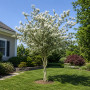 Ирга канадская форма Косичка (Amelanchier lamarckii forma Kosychka), 300 см, 2xvWRB