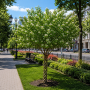 Ірга канадська форма Косичка (Amelanchier lamarckii forma Kosychka), 300 cм, 2xvWRB