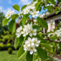 Ірга канадська форма Косичка (Amelanchier lamarckii forma Kosychka), 300 cм, 2xvWRB