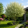 Ірга канадська Глен Форм (Amelanchier lamarckii Glen Form) 12-14 см, 350 см, C38