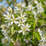 Ірга канадська Глен Форм (Amelanchier lamarckii Glen Form) 10-12 см, 350 см, C38