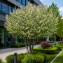 Ірга канадська Глен Форм (Amelanchier lamarckii Glen Form) 10-12 см, 350 см, C38