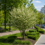 Ірга канадська Глен Форм (Amelanchier lamarckii Glen Form) 10-12 см, 350 см, C38