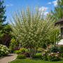 Ірга канадська Робін Хіл (Amelanchier Robin Hili) 10-12 см, 350 см, С38