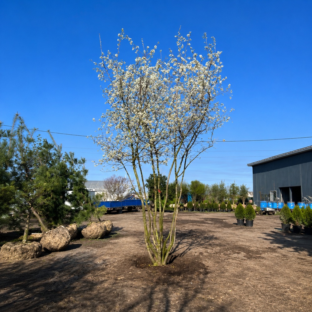 Ірга канадська (Amelanchier lamarckii) 260 см, WRB