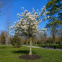 Ірга канадська (Amelanchier lamarckii) 260 см, WRB