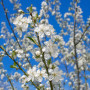 Ірга канадська (Amelanchier lamarckii) 260 см, WRB