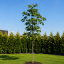 Каштан м'ясо-червоний Бріоті (Aesculus carnea Briotii) 8-10см, 300+см, С38