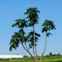 Каштан м'ясо-червоний Бріоті (Aesculus carnea Briotii) 8-10см, 300+см, С38
