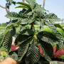 Каштан м'ясо-червоний Бріоті (Aesculus carnea Briotii) 8-10см, 300+см, С38