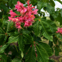 Каштан м'ясо-червоний Бріоті (Aesculus carnea Briotii) 8-10см, 300+см, С38