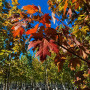 Клен фримана Отом Блейз (Acer freemanii Autumn Blaze) 350см, 12-14, С55