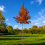 Клен фрімана Отом Блейз (Acer freemanii Autumn Blaze) 350см, 14-16, С55