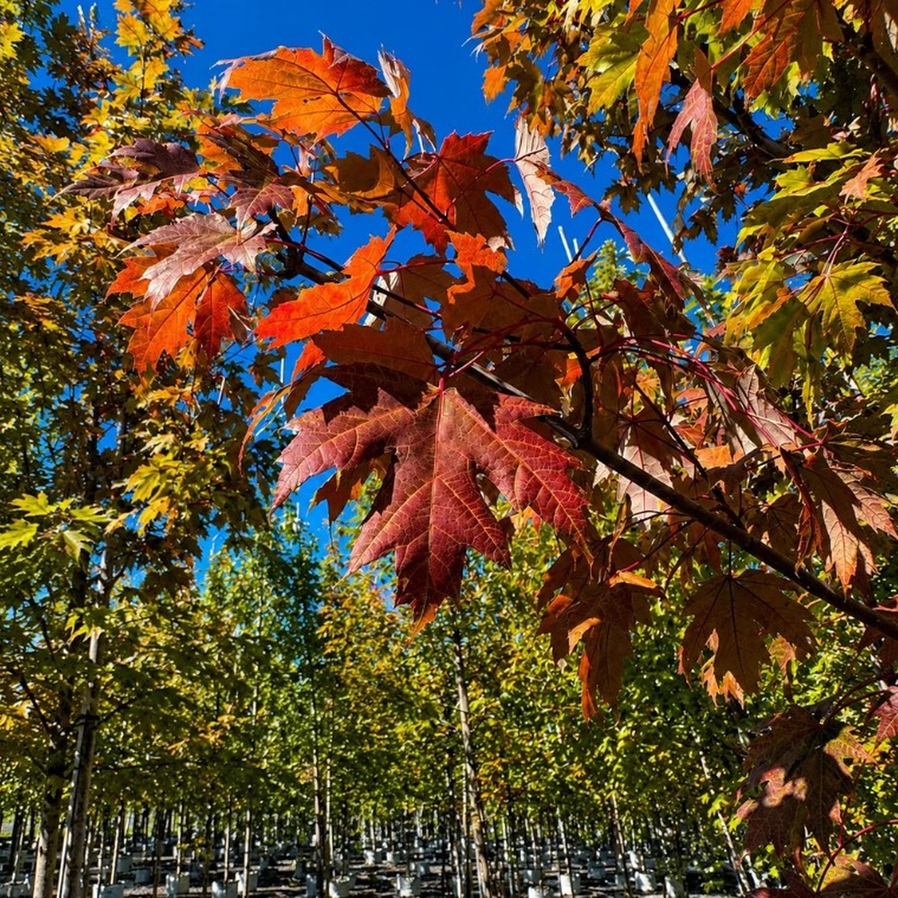 Клен фрімана Отом Блейз (Acer freemanii Autumn Blaze) 350см, 14-16, С55