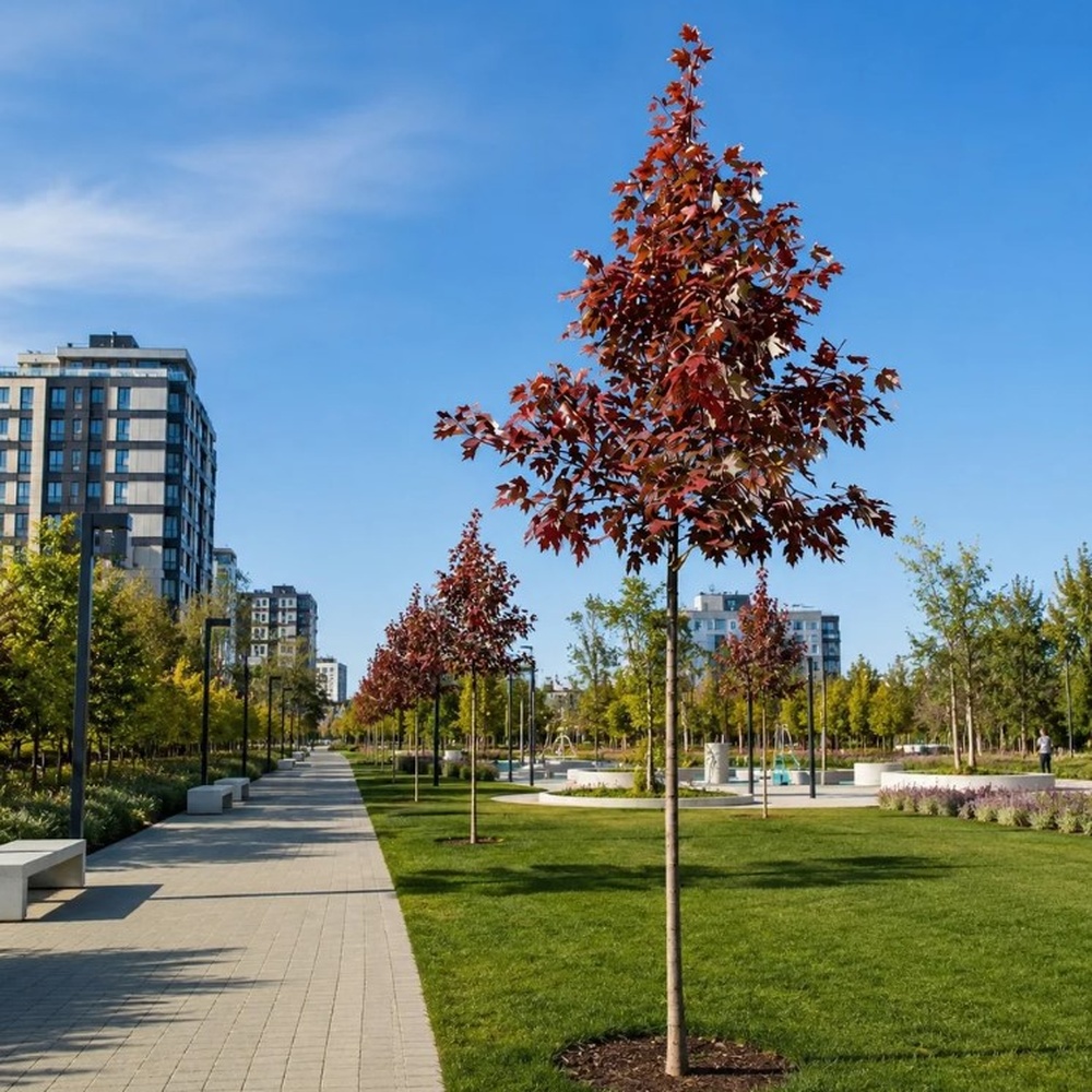 Клен фрімана Отом Блейз (Acer freemanii Autumn Blaze) 350см, 14-16, С55