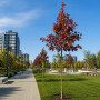 Клен фрімана Отом Блейз (Acer freemanii Autumn Blaze) 350см, 14-16, С55