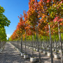 Клен фримана Отом Блейз (Acer freemanii Autumn Blaze) 350см, 6-8, С40