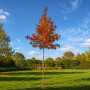 Клен фримана Отом Блейз (Acer freemanii Autumn Blaze) 350см, 6-8, С40