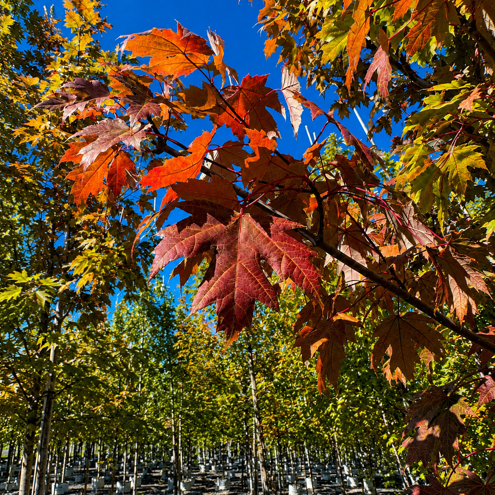 Клен фримана Отом Блейз (Acer freemanii Autumn Blaze)