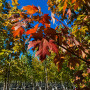Клен фримана Отом Блейз (Acer freemanii Autumn Blaze)