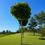 Клен остролистный Глобозум (Acer platanoides Globosum) Pa-400 см.