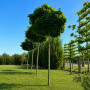 Клен остролистный Глобозум (Acer platanoides Globosum) Pa-400 см.