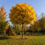 Клен остролистный Глобозум (Acer platanoides Globosum) Pa-400 см.