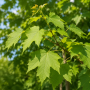Клен гостролистий Емеральд Куін (Acer platanoides Emerald Queen) 350см+, 12-14, С45