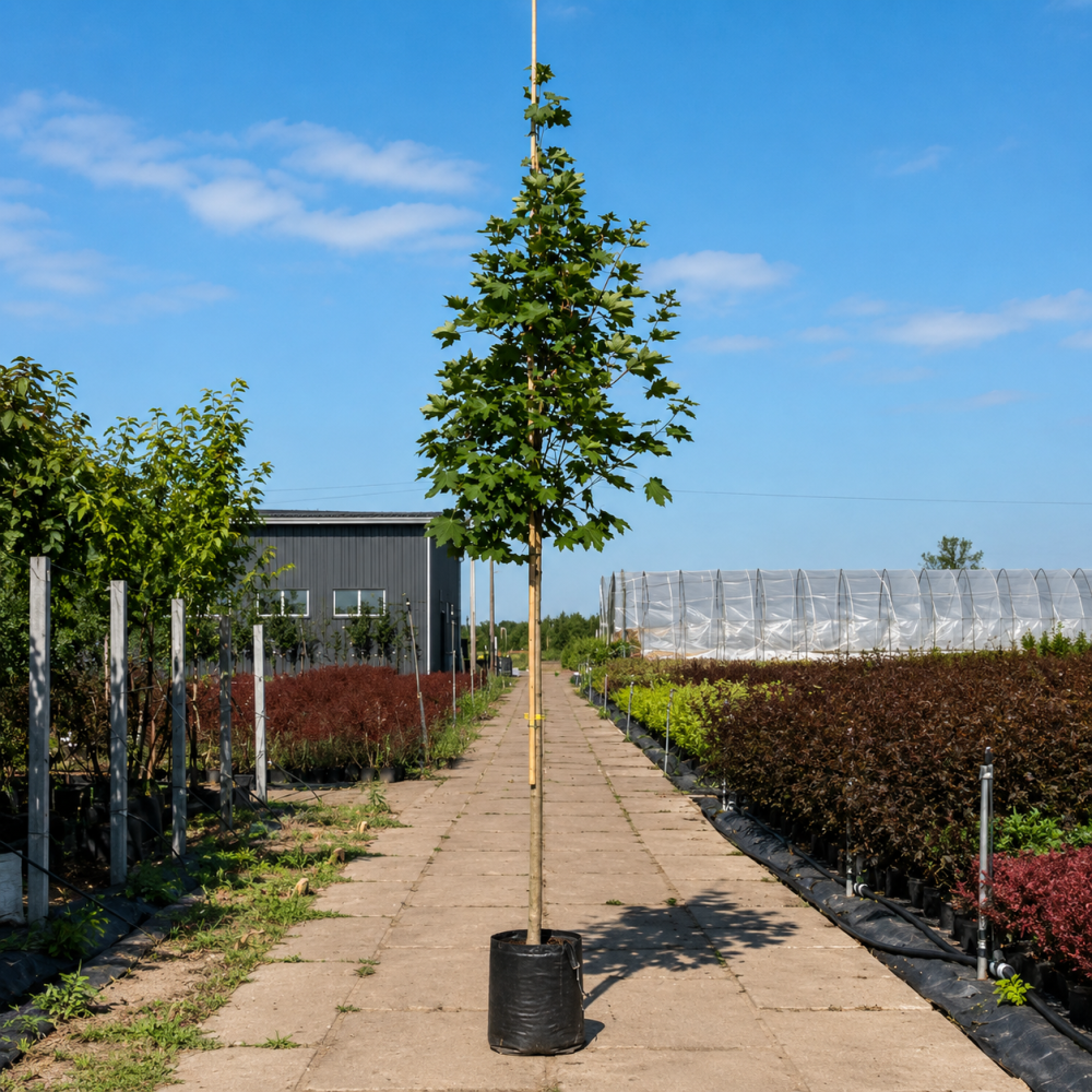 Клен гостролистий Емеральд Куін (Acer platanoides Emerald Queen) 350см+, 12-14, С45