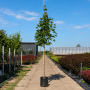 Клен гостролистий Емеральд Куін (Acer platanoides Emerald Queen) 350см+, 12-14, С45