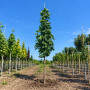 Клен остролистный Колумнаре (Acer platanoides Columnare) 350+ см, 14-16, С79
