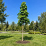 Клен остролистный Колумнаре (Acer platanoides Columnare) 350+ см, 14-16, С79