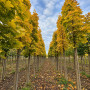 Клен остролистный Колумнаре (Acer platanoides Columnare) 350+ см, 14-16, С79