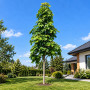 Клен остролистный Колумнаре (Acer platanoides Columnare) 350+ см, 14-16, С79