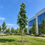 Клен остролистный Колумнаре (Acer platanoides Columnare) 350+ см, 14-16, С79