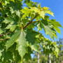 Клен остролистный Колумнаре (Acer platanoides Columnare) 350+ см, 14-16, С79