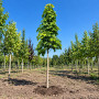 Клен гостролистий Колумнаре (Acer platanoides Columnare) 400+ см, 16-18, С79