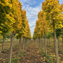 Клен гостролистий Колумнаре (Acer platanoides Columnare) 400+ см, 16-18, С79
