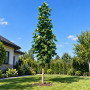 Клен гостролистий Колумнаре (Acer platanoides Columnare) 400+ см, 16-18, С79