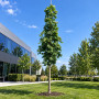Клен гостролистий Колумнаре (Acer platanoides Columnare) 400+ см, 16-18, С79