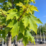 Клен гостролистий Колумнаре (Acer platanoides Columnare) 400+ см, 16-18, С79