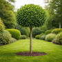 Лавровишня  (Prunus laurocerasus, штамбова форма) 8–10 см, 250+ см, WRB