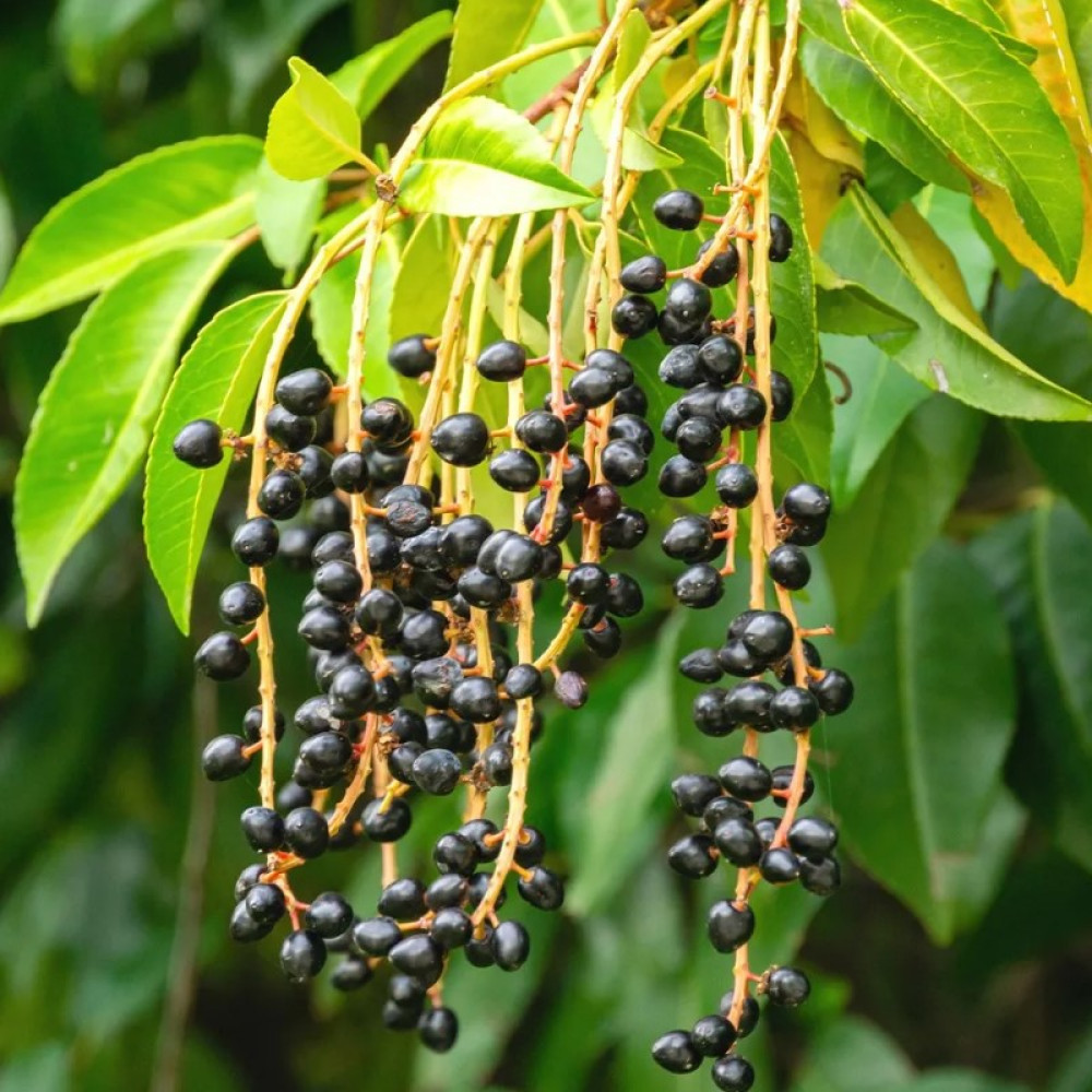 Лавровишня  (Prunus laurocerasus, штамбова форма) 10 -12 см., 300+ см., WRB