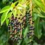 Лавровишня  (Prunus laurocerasus, штамбова форма) 10 -12 см., 300+ см., WRB