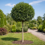 Лавровишня  (Prunus laurocerasus, штамбова форма) 10 -12 см., 300+ см., WRB